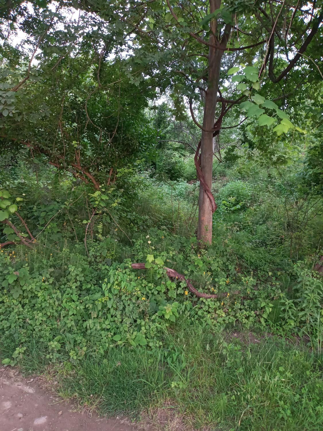 فروش زمین ۵۳۰ متری|فروش زمین و ملک کلنگی|سنگر, |دیوار