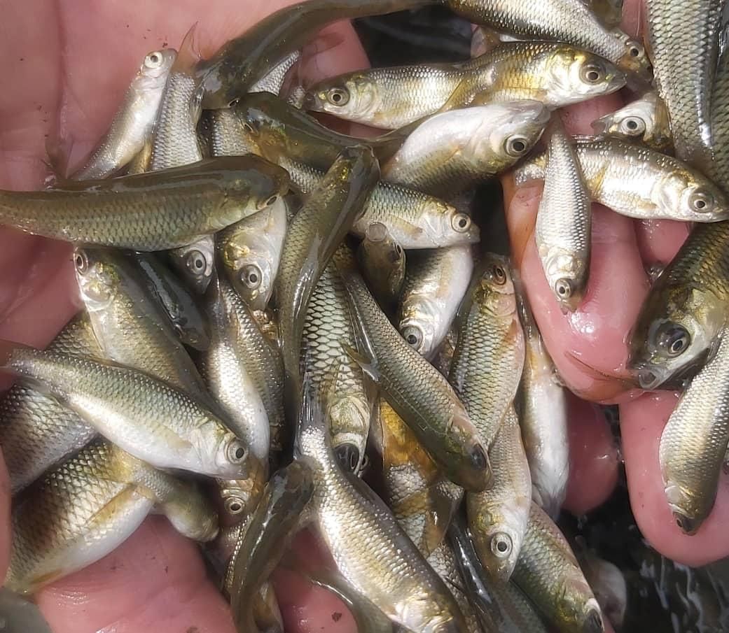 ماهی کپور اصلاح نژاد گوهان داروقزل اللاای|ماهی|رباطکریم, شهرستانک|دیوار