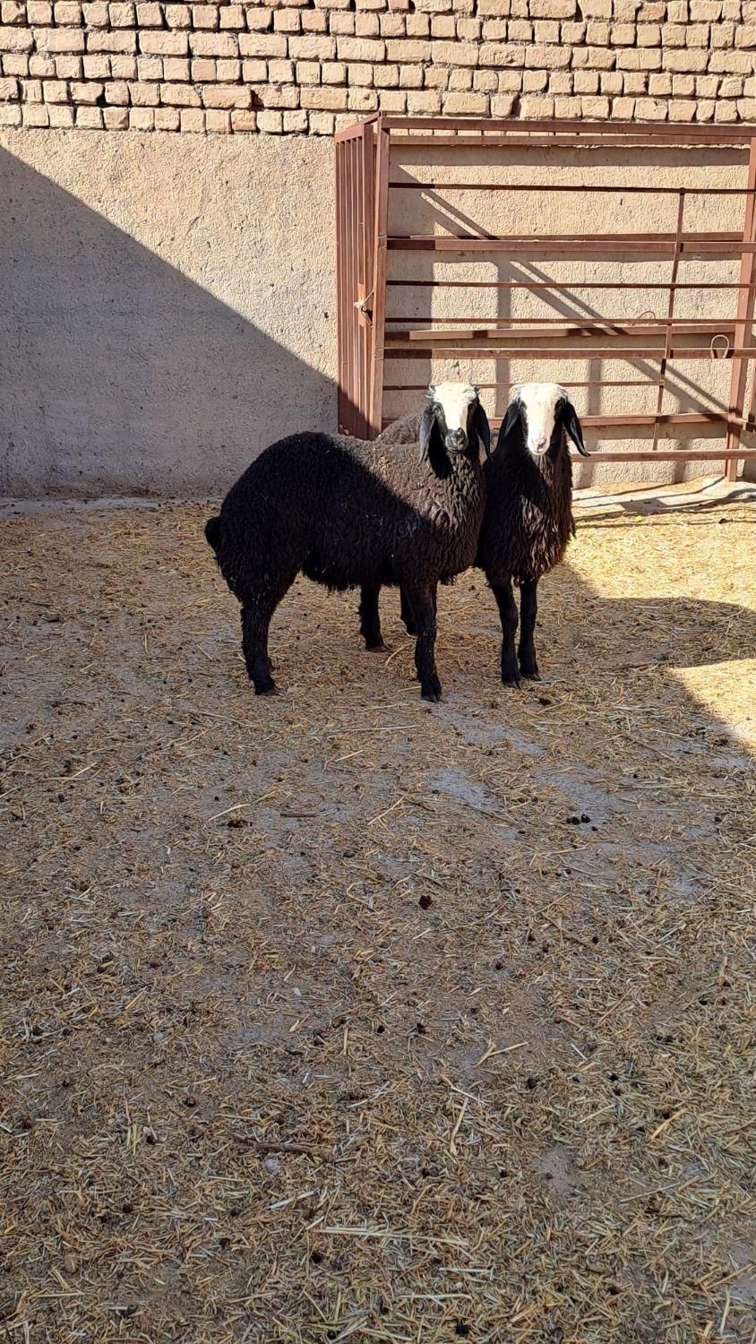 پر شیر .وزن گیری خیلی بالا.از همه نژادها بهتره|حیوانات مزرعه|کرمان, |دیوار