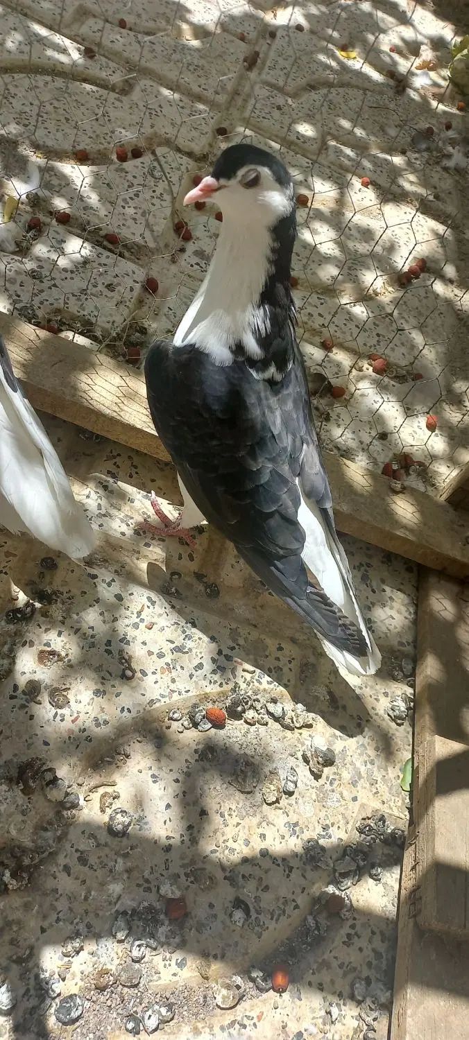 کبوتر کفتر ساده نر|پرنده|مشهد, انقلاب|دیوار