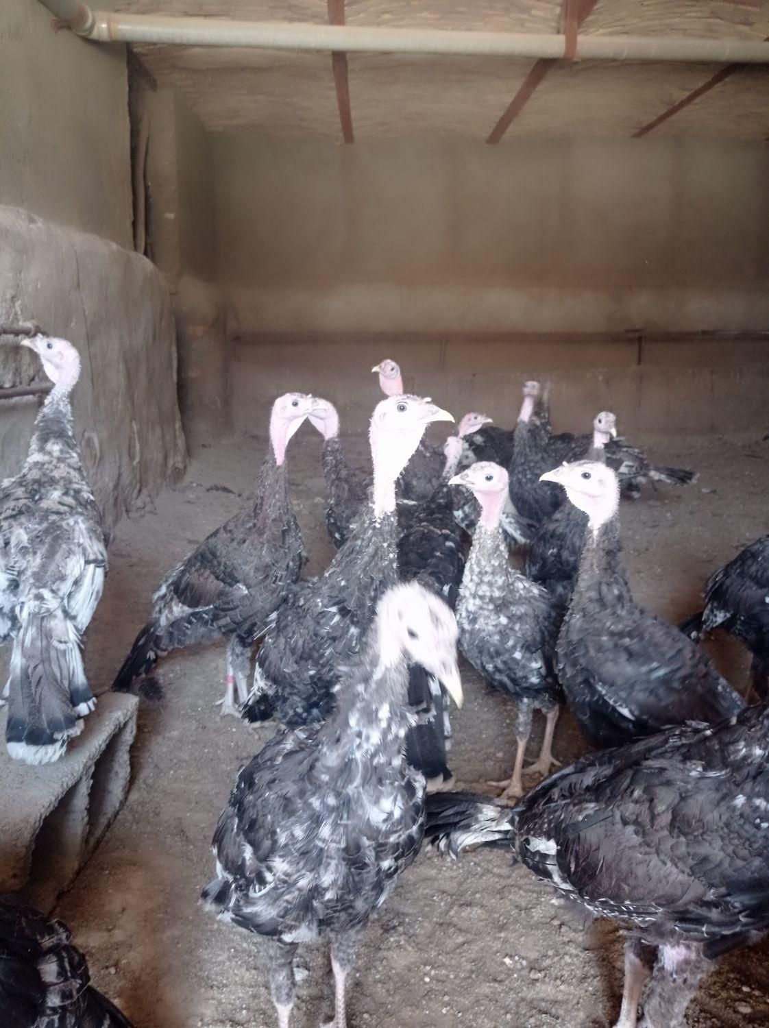 تعداد 150 عدد جوجه بوقلمون بومی و جوجه خروس بومی|حیوانات مزرعه|تهران, جنت‌آباد مرکزی|دیوار