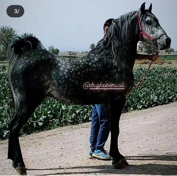 کره ماده درجه یک و روزگاری از کهندژ|اسب و تجهیزات اسب‌سواری|فلاورجان, |دیوار