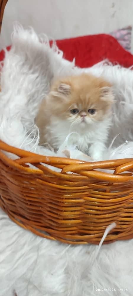 بچه گربه های اسکاتیش بریتیش پرشین iran cats|گربه|قم, آزادگان|دیوار