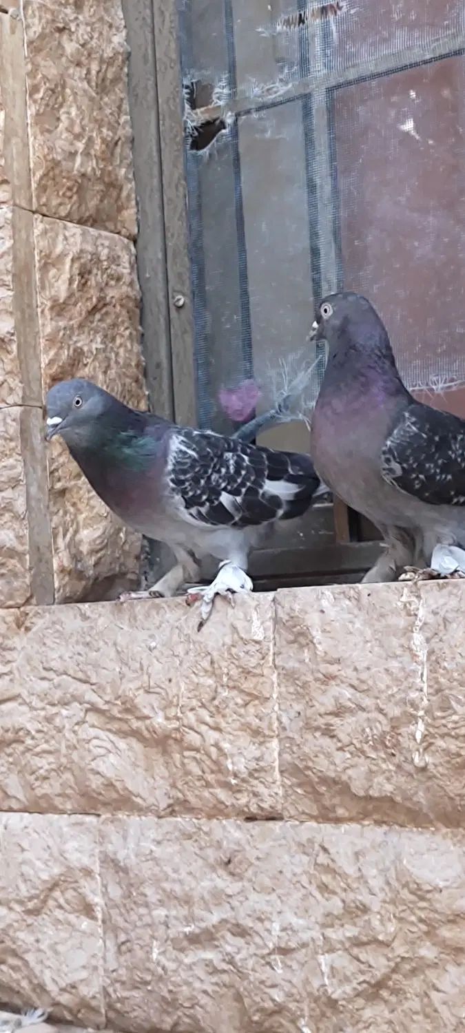 کفتر ترکیه ای  زیره ای جفتی  و سوسنی ترنج ماده|پرنده|شیراز, رکن‌آباد|دیوار
