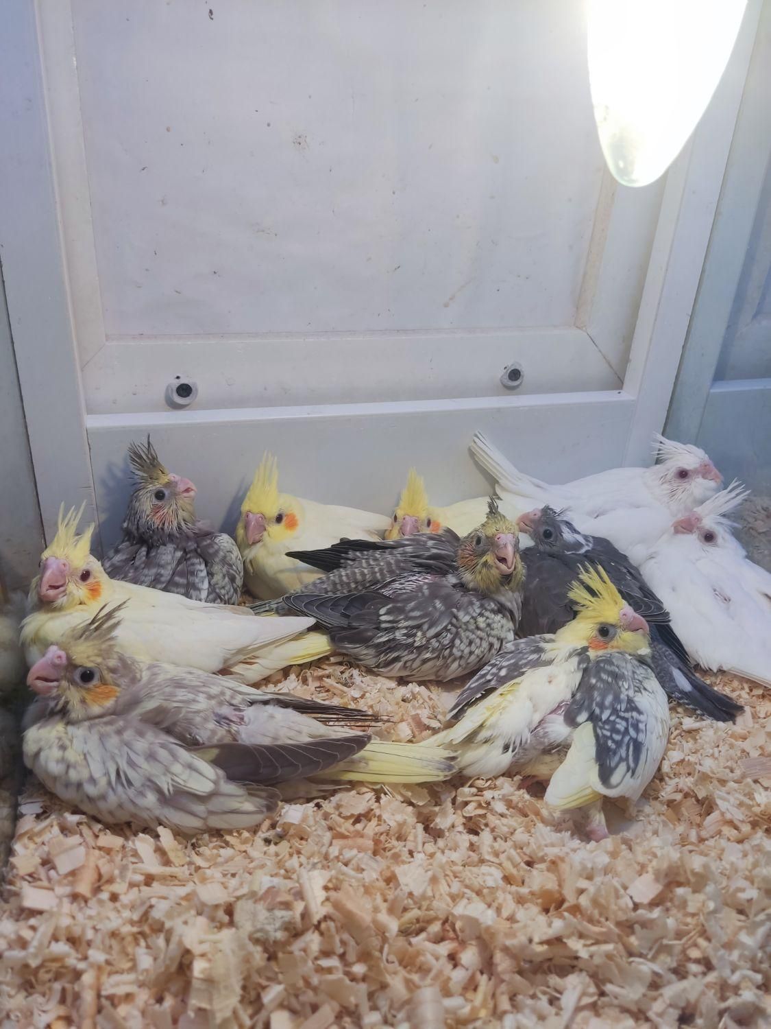 جوجه عروس هلندی رام دستی تاج بلند و قدبلند و تپلی|پرنده|کرمان, |دیوار