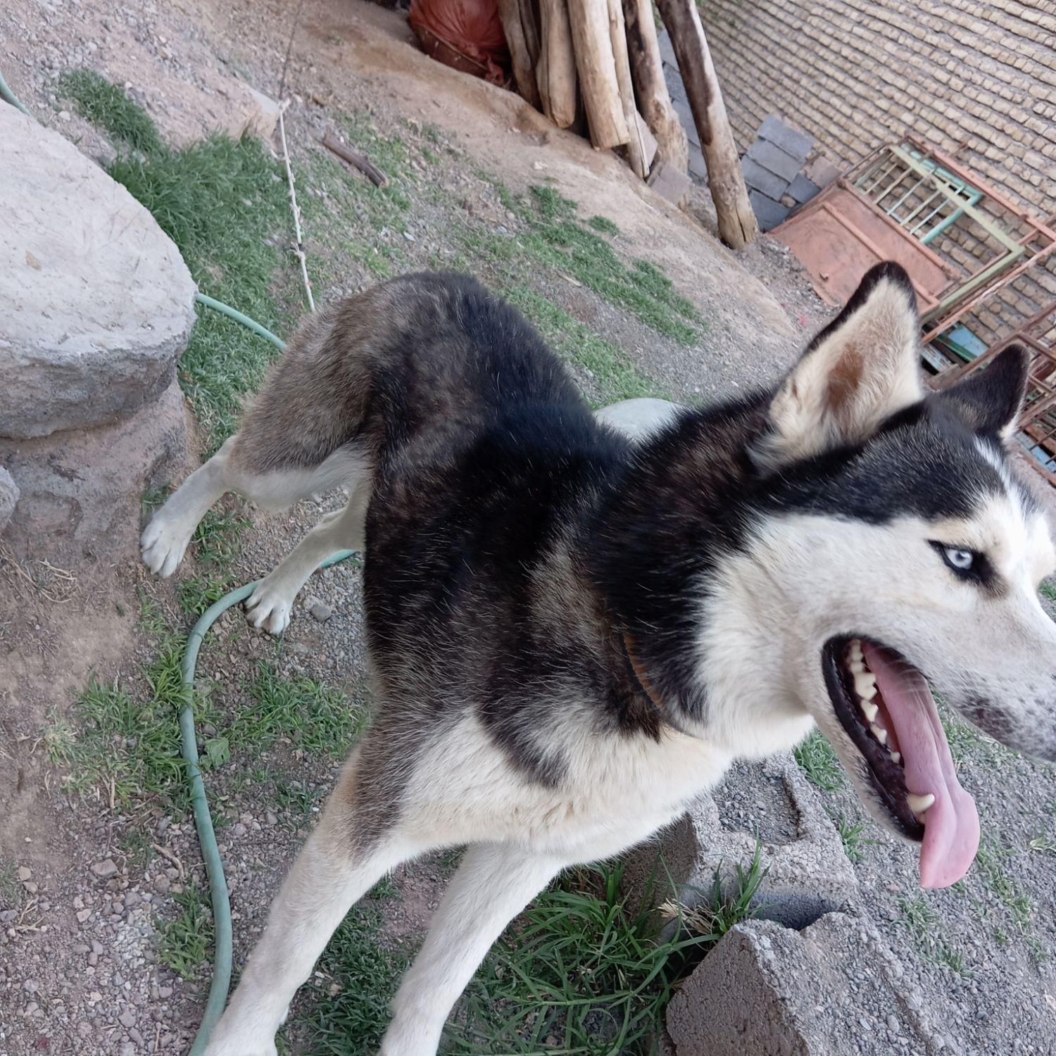 هاسگی نر و باهوش معاوضه|سگ|تربت جام, شهید غلام زاده|دیوار