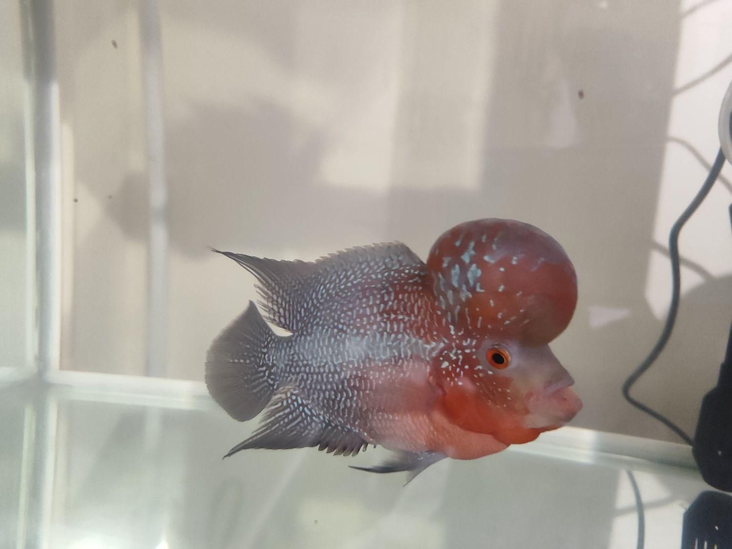 ماهی فلاور هورن اصل|ماهی|شهرکرد, |دیوار