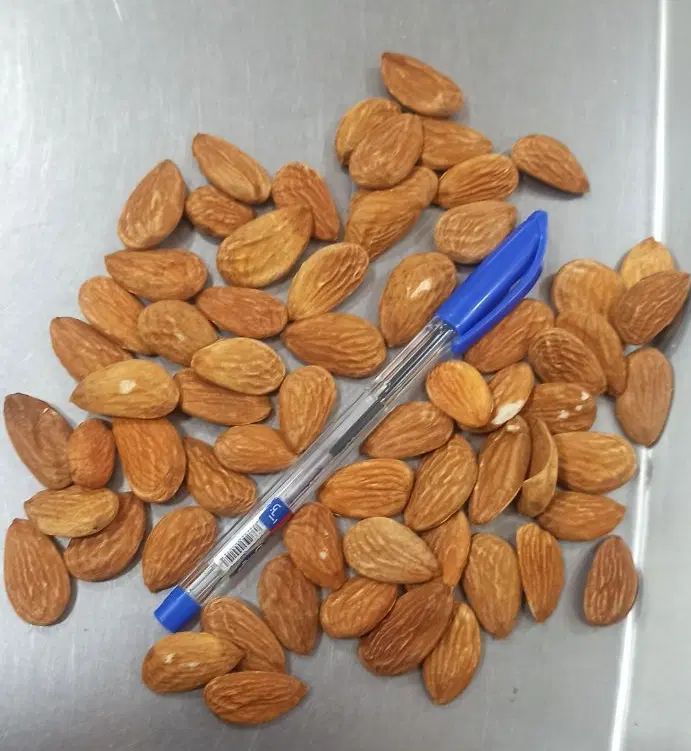 خرید و فروش انواع گردو و بادام بصورت نقدی|خدمات باغبانی و درختکاری|شهرکرد, |دیوار