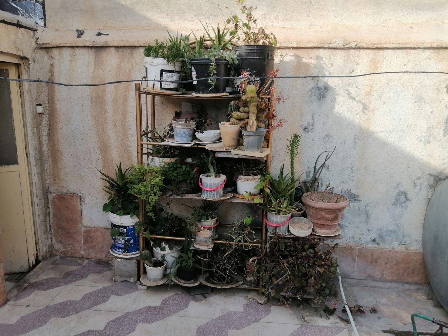 فروش گل طبیعی|گل و گیاه طبیعی|شیراز, شهرک مهدیآباد|دیوار