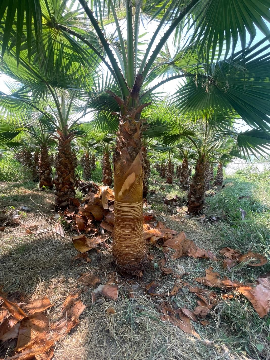 پالم واشنگتن|گل و گیاه طبیعی|آمل, |دیوار