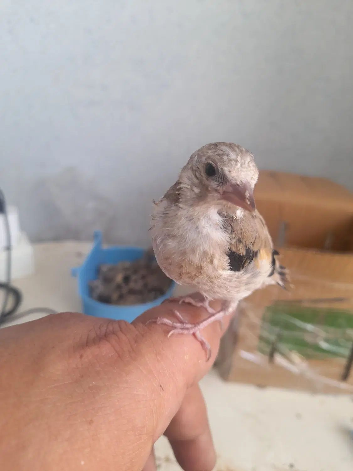 جوجه سهره سرلاکی|پرنده|اصفهان, برلیان|دیوار