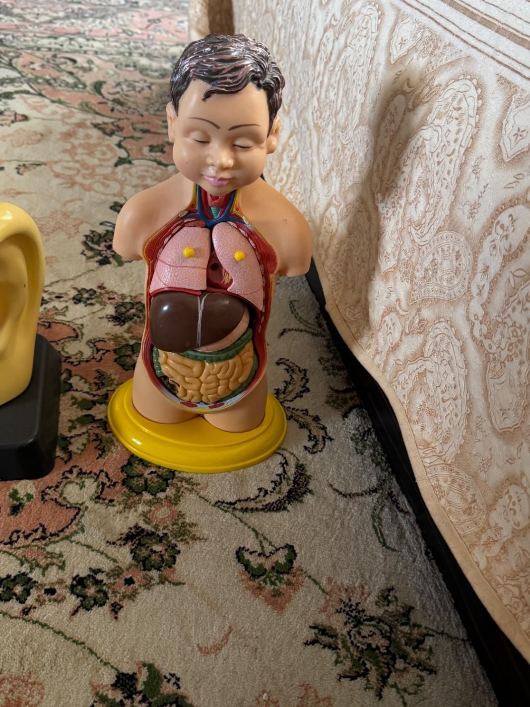 مولاژ بدنه انسان|اسباببازی|سنندج, |دیوار