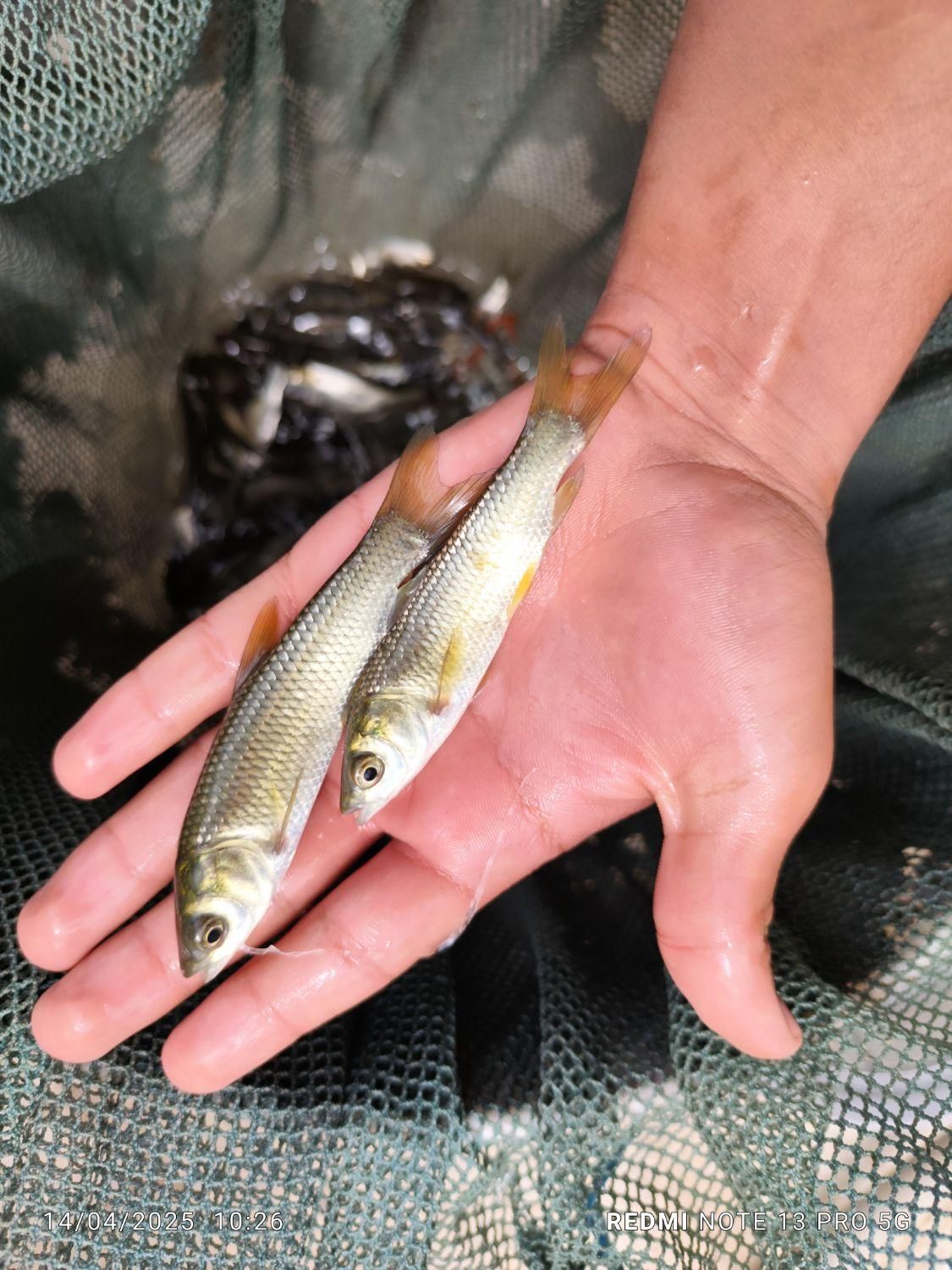 کپور امور اصلاح نژاد شده تاتار|ماهی|همدان, |دیوار