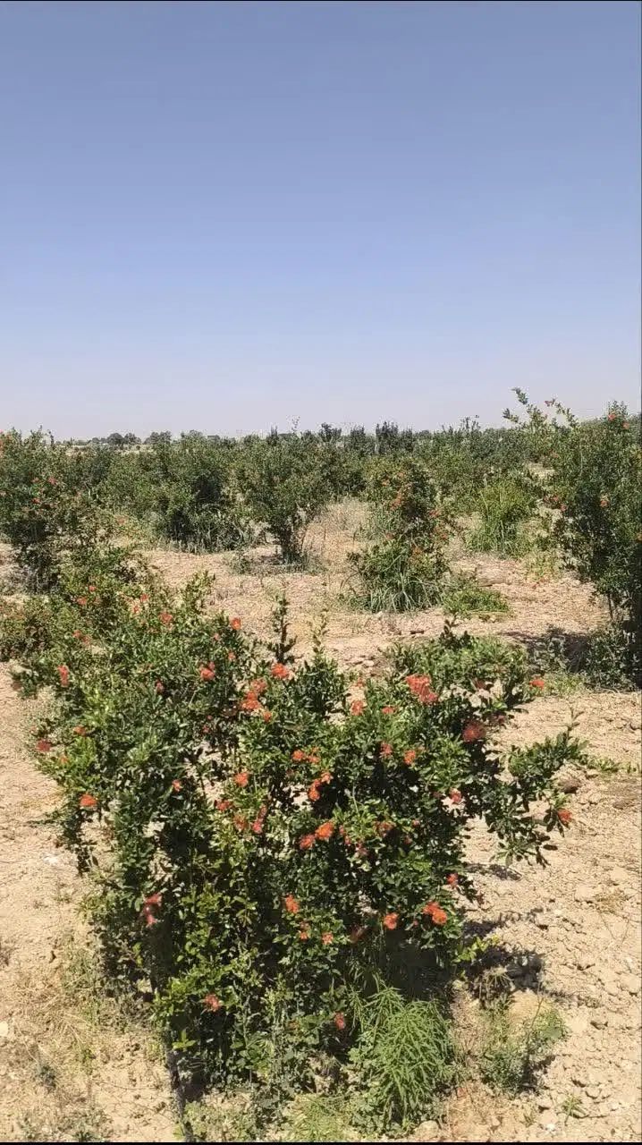 زمین باغ میوه باغچه ویلا استخر ماهی|فروش زمین و ملک کلنگی|تهران, تختی|دیوار