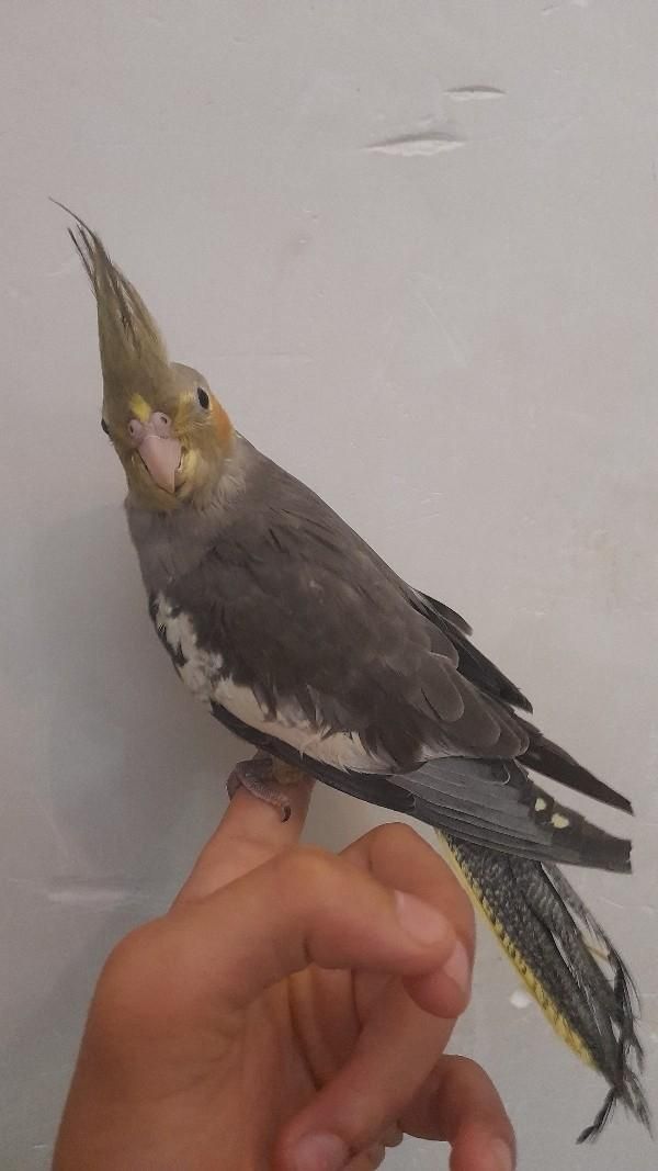 عروس هلندی|پرنده|رشت, حمیدیان|دیوار