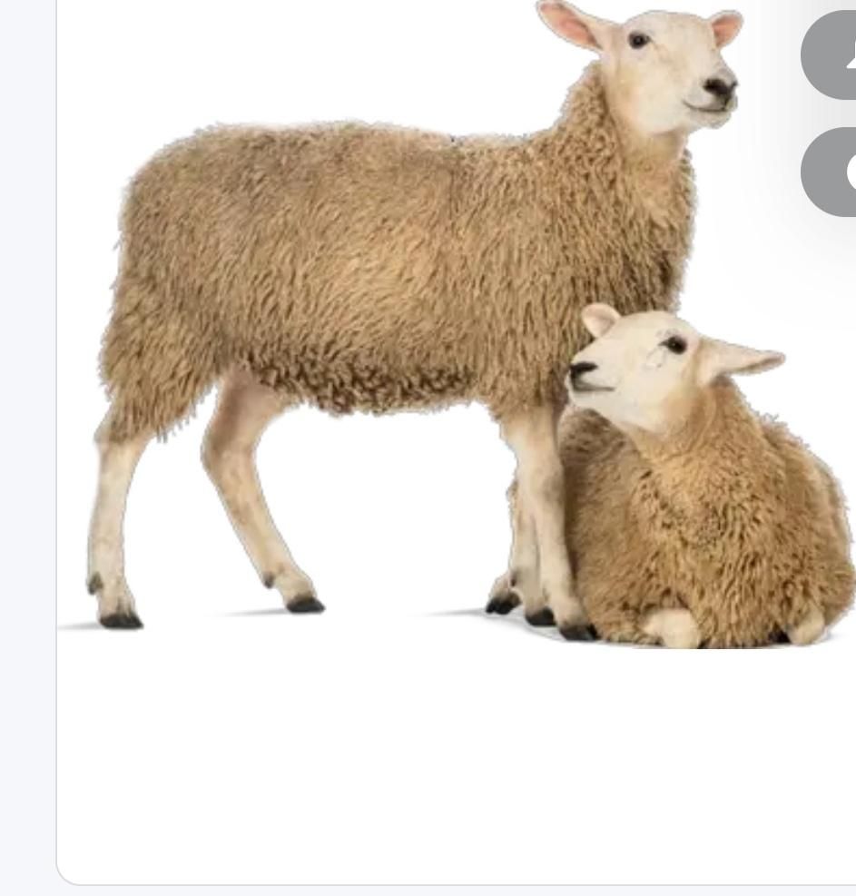 (قصاب) ذبح گوسفند در شهرضا|خدمات پذیرایی، مراسم|شهرضا, |دیوار