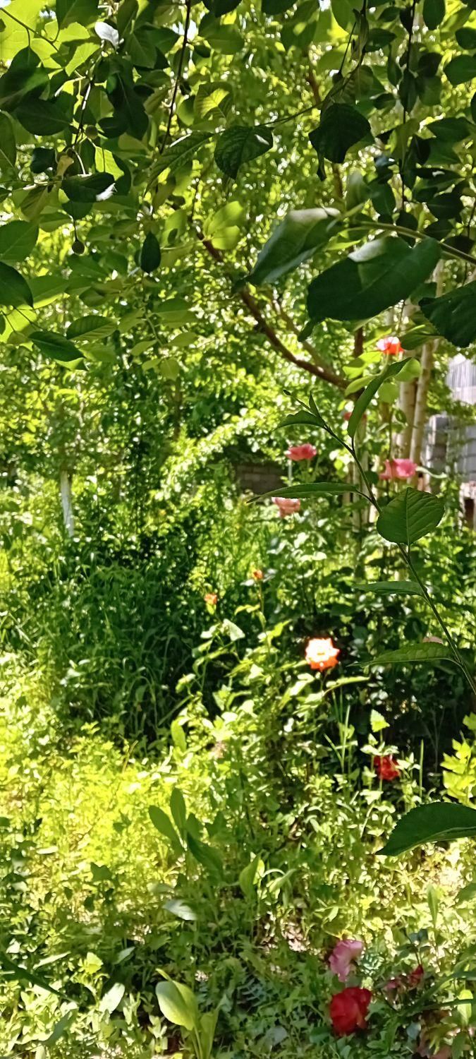 اجاره روزانه /هفتگی/باغ ویلا ۵۰۰ متری در شاندیز|اجارهٔ کوتاه‌مدت ویلا و باغ|مشهد, وکیل‌آباد|دیوار