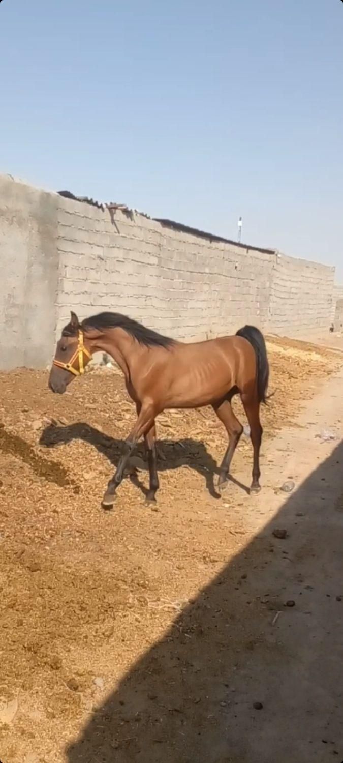 کره نریان|اسب و تجهیزات اسبسواری|سیرجان, |دیوار