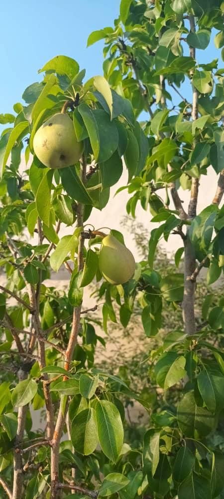 ویلا نقلی۴۰۰متر۶۰متربناسندتک برگ انشعابات دماوند|فروش خانه و ویلا|تهران, تهرانپارس جنوبی|دیوار