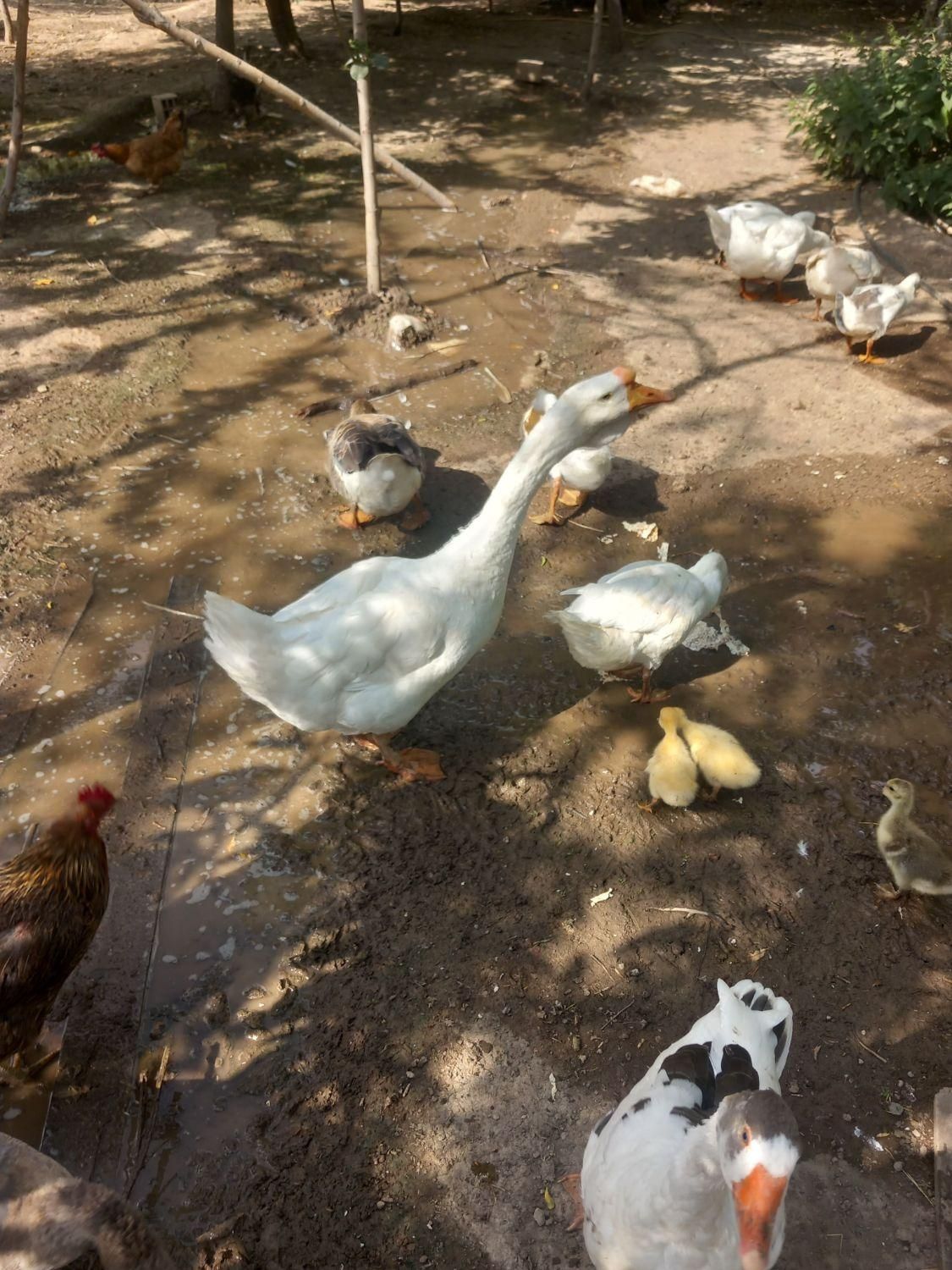 فروش تعدادی قو غاز و غاز محلی اردک خارجی گاز جوجه|حیوانات مزرعه|اردبیل, |دیوار