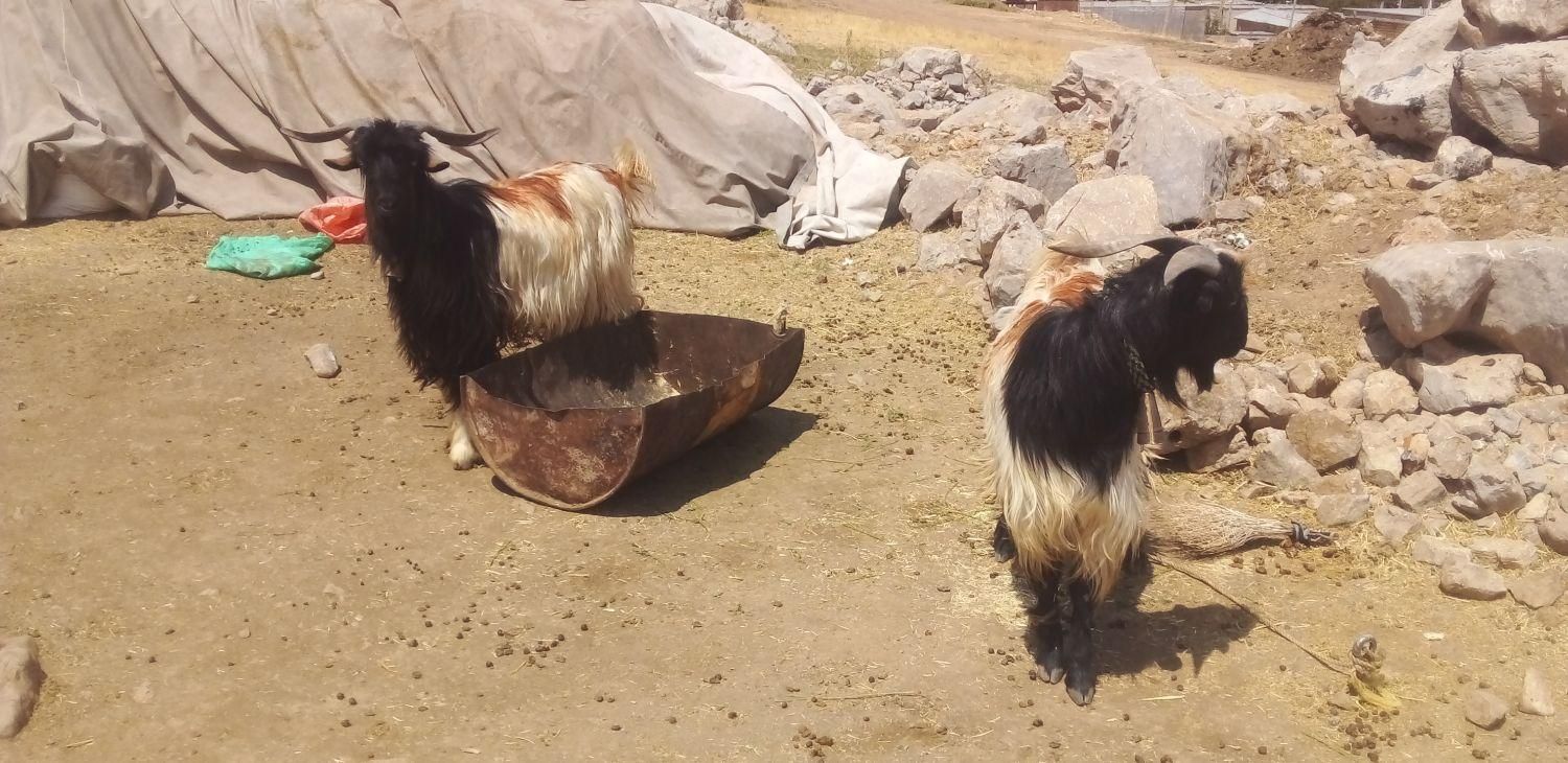 ددوبر|حیوانات مزرعه|اصفهان, سرشبادران|دیوار