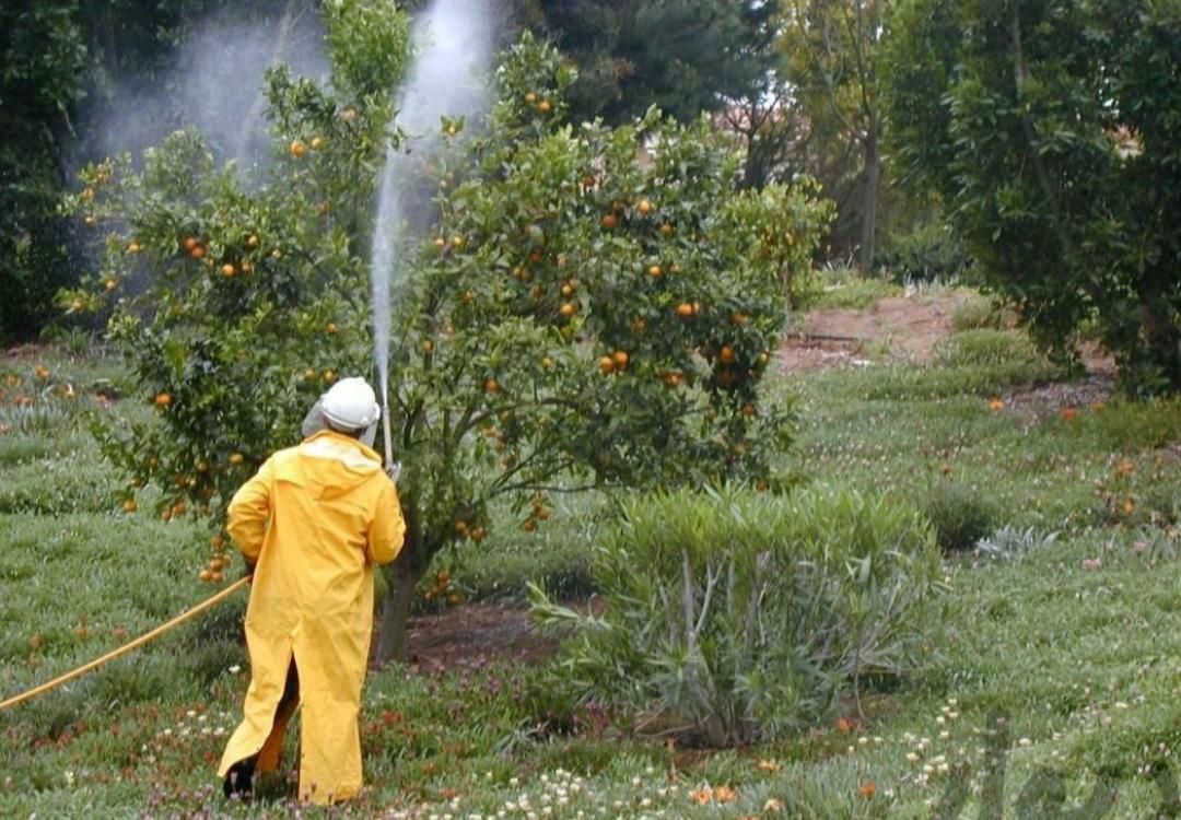 سمپاشی و هرس درختان باغ و باغچه،ضدعفونی منازل|خدمات باغبانی و درختکاری|ساری, |دیوار
