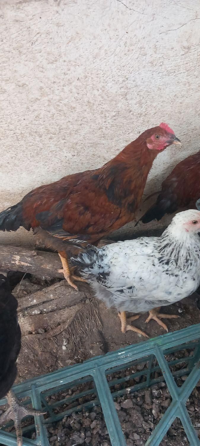 مرغ و خروس|حیوانات مزرعه|رشت, پیله داربن|دیوار