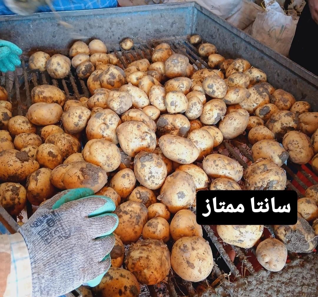 فروش100تن سیب زمینی درجه یک|اسکان اضطراری|همدان, |دیوار