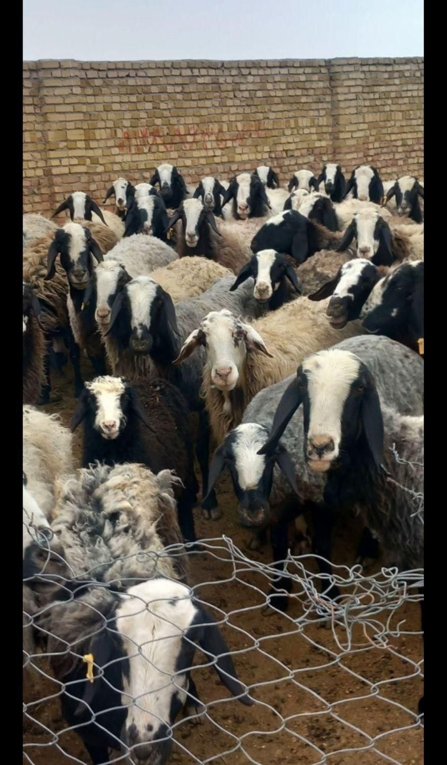 گوسفند زنده شال. مغان. افشاری.شهرری جاده گلحصار|حیوانات مزرعه|ری, سیزده آبان|دیوار