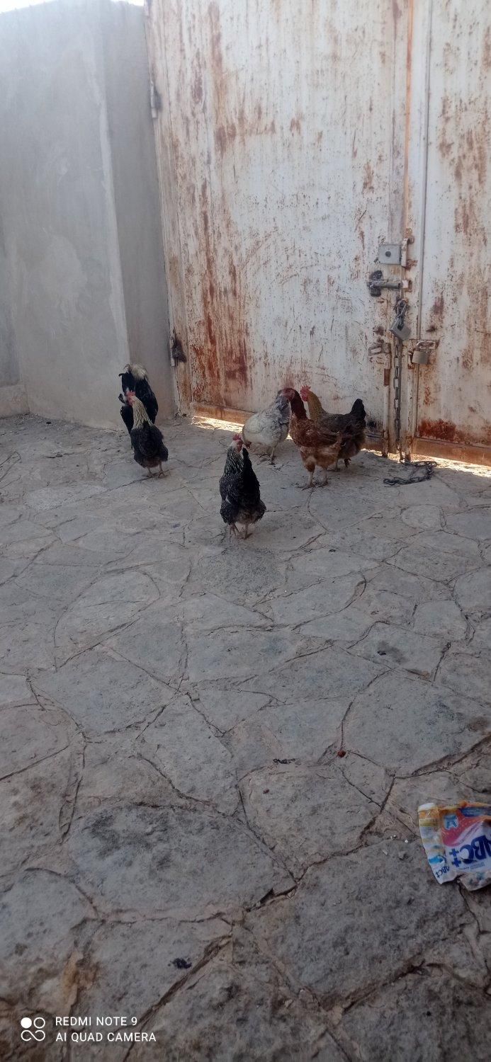 مرغ و خروس|حیوانات مزرعه|مشهد, دهشک|دیوار