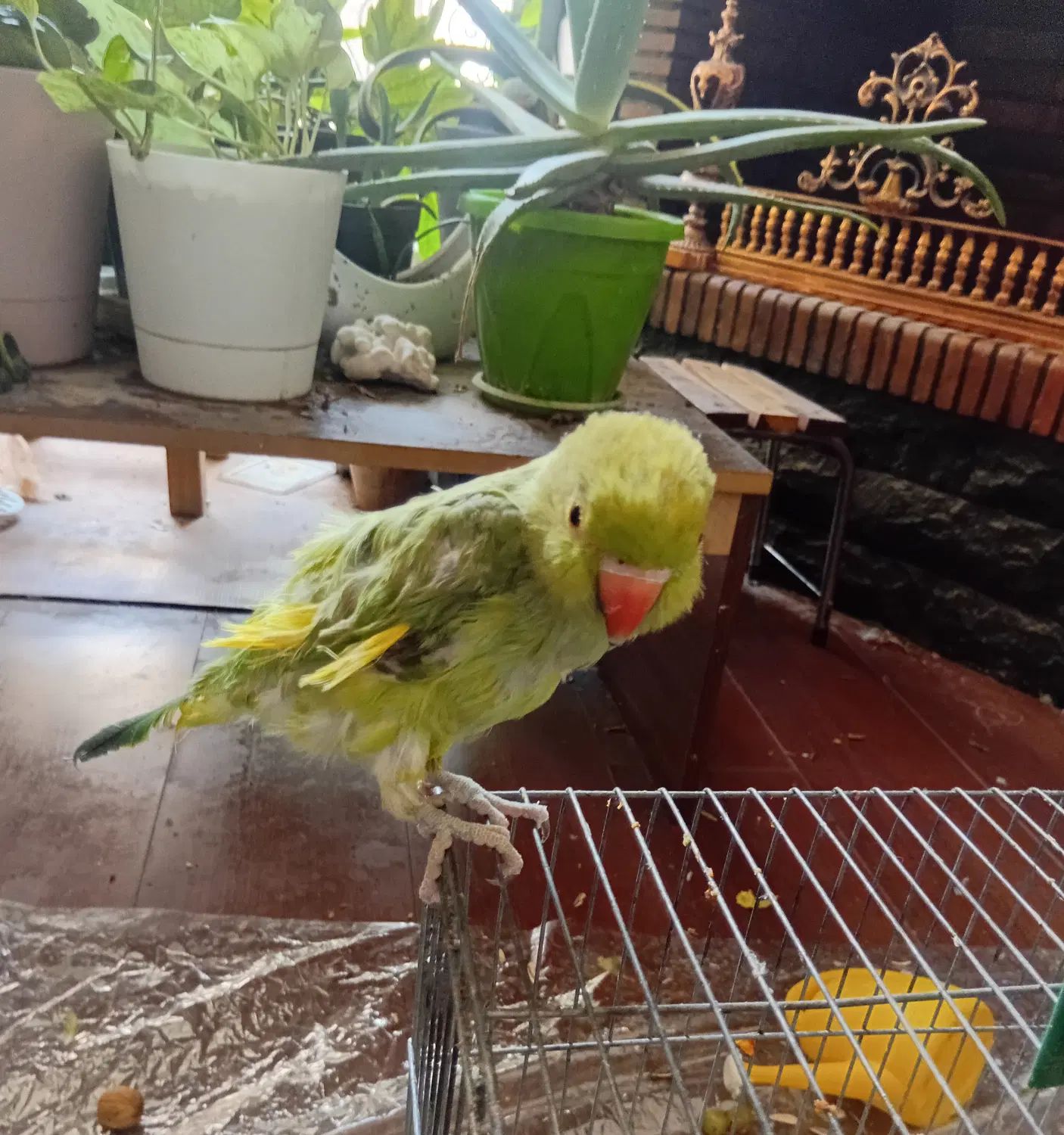 طوطی ماده|پرنده|اصفهان, شهرک کاوه|دیوار