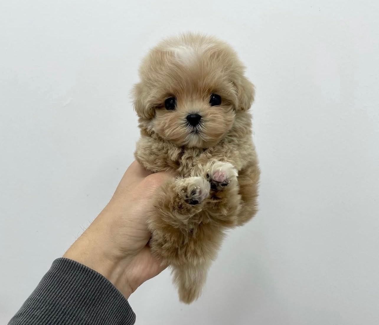 سگ خانگی اپارتمانی مینی پودل مالتیزی|سگ|تهران, منیریه|دیوار