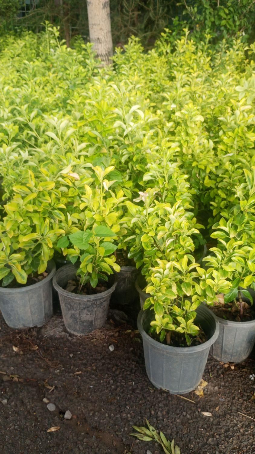 باغبانی و سمپاشی هرس کردن ازبین بردن علفهای هرز|خدمات باغبانی و درختکاری|کرمان, |دیوار