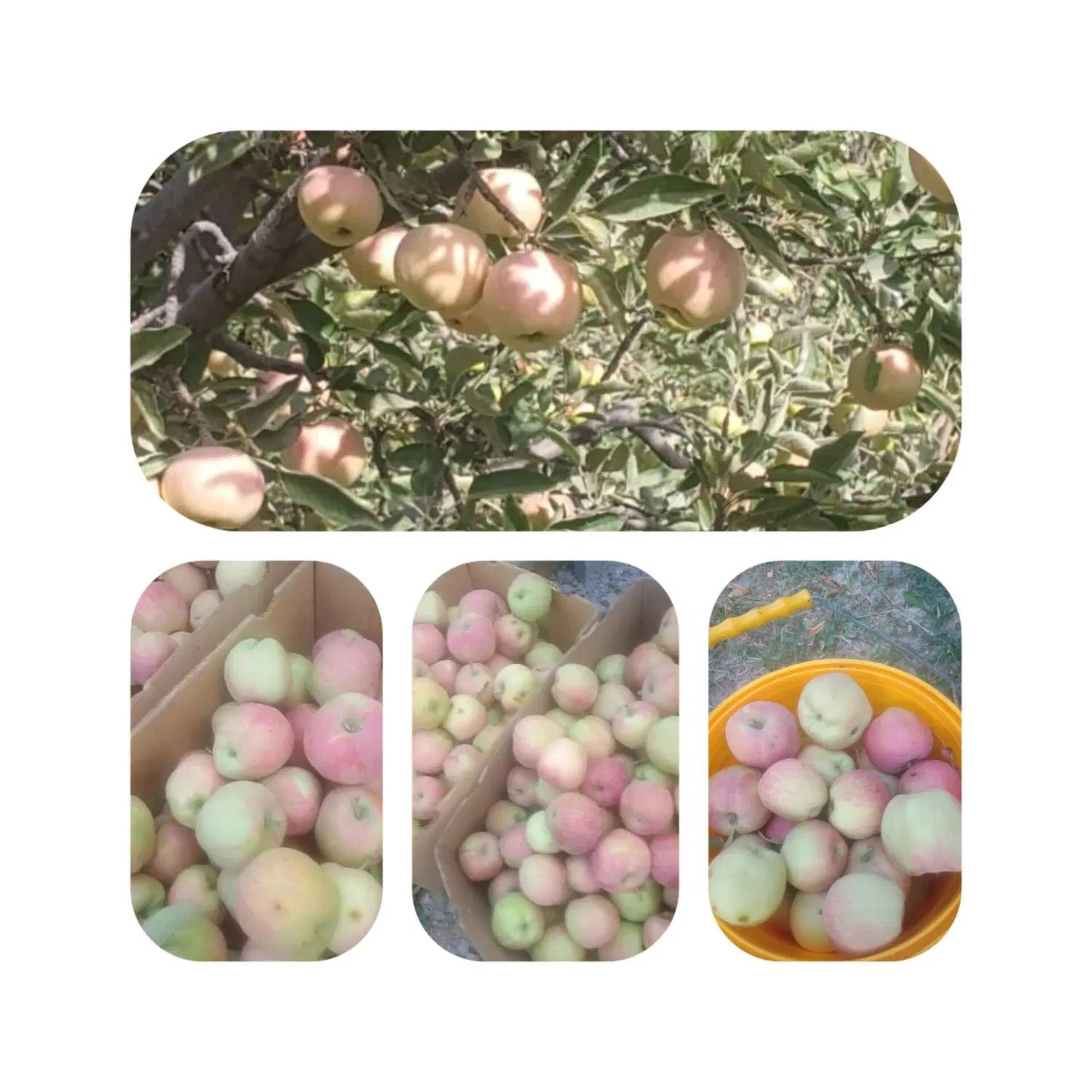 سیب درگزی|خوردنی و آشامیدنی|مشهد, شاهد (شهرک غرب)|دیوار