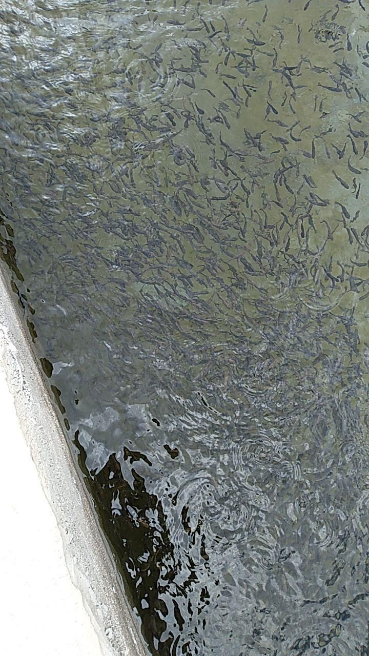 بچه ماهی قزلآلا اصل دانشمندی|ماهی|بروجرد, |دیوار