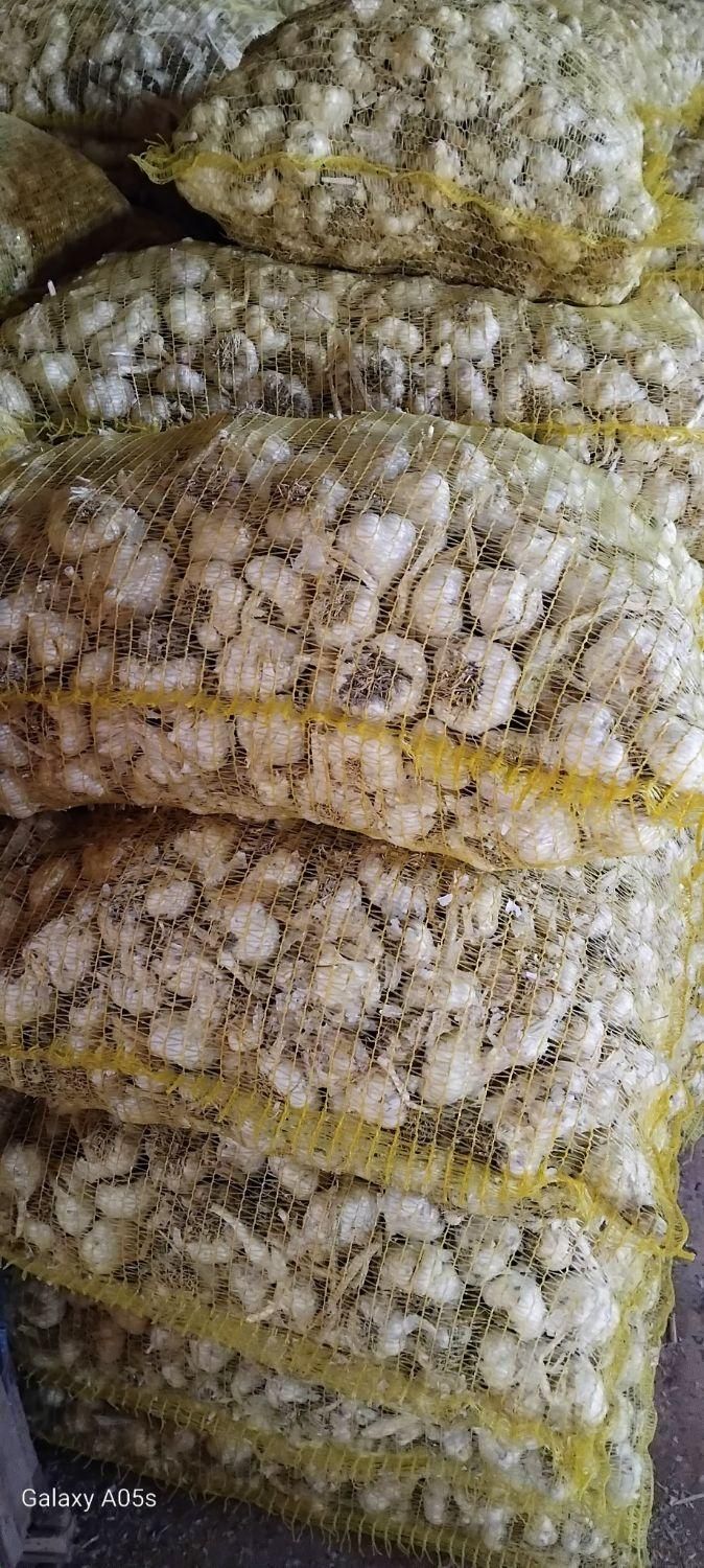 سیر فروشی درجه یک در تور    برای بذری|عمده‌فروشی|شادیان, |دیوار