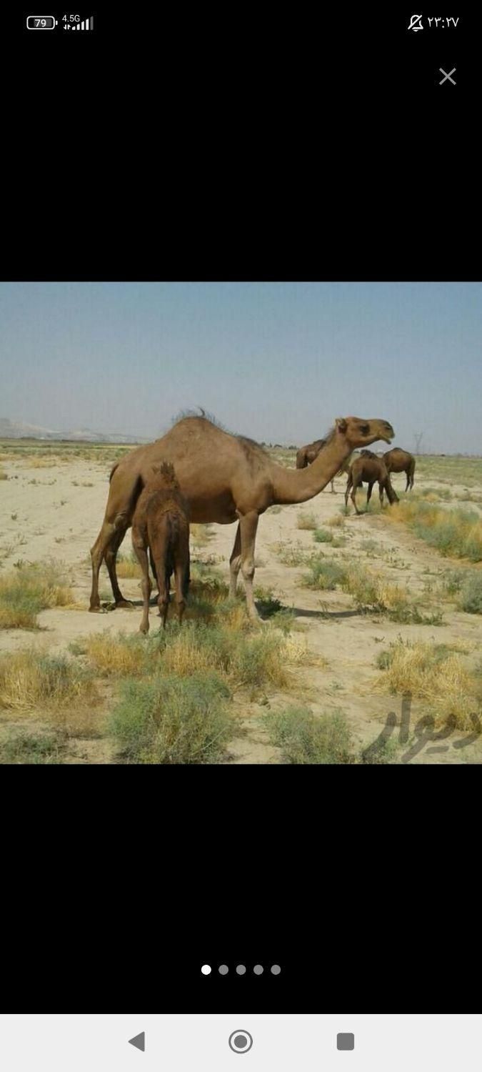 شیرشتر|خوردنی و آشامیدنی|قم, شاه سید علی|دیوار