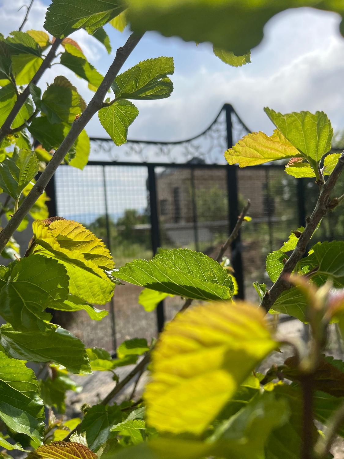 باغ ویلا دریابک‌ (اب برق گاز )دارد سند سبز تک برگ|فروش آپارتمان|قزوین, |دیوار