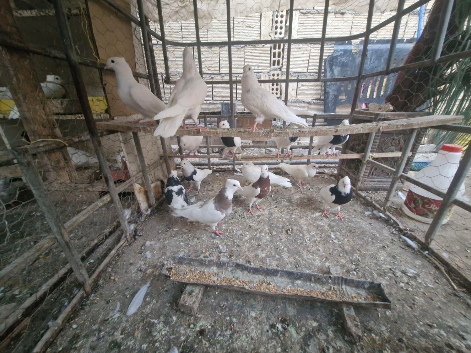 طوقی جوان|پرنده|اصفهان, خواجو|دیوار