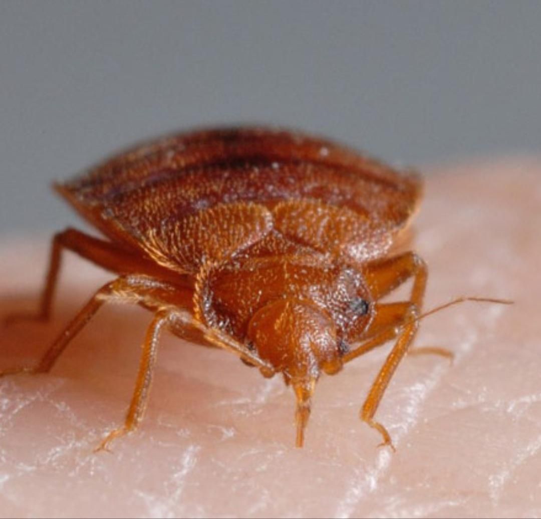 سم پاشی ساس،سم پاشی موریانه،موش،سوسک کابینتی|خدمات نظافت|بندرعباس, |دیوار