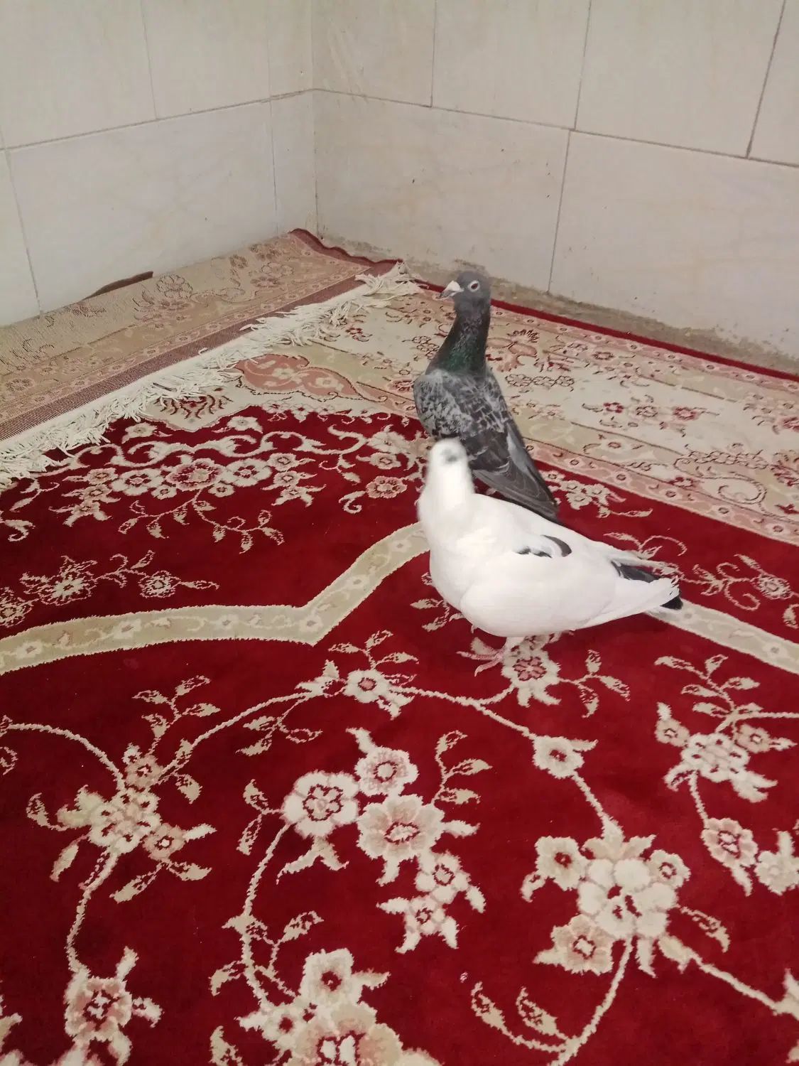 کفتر|پرنده|مشهد, کوی دروی|دیوار