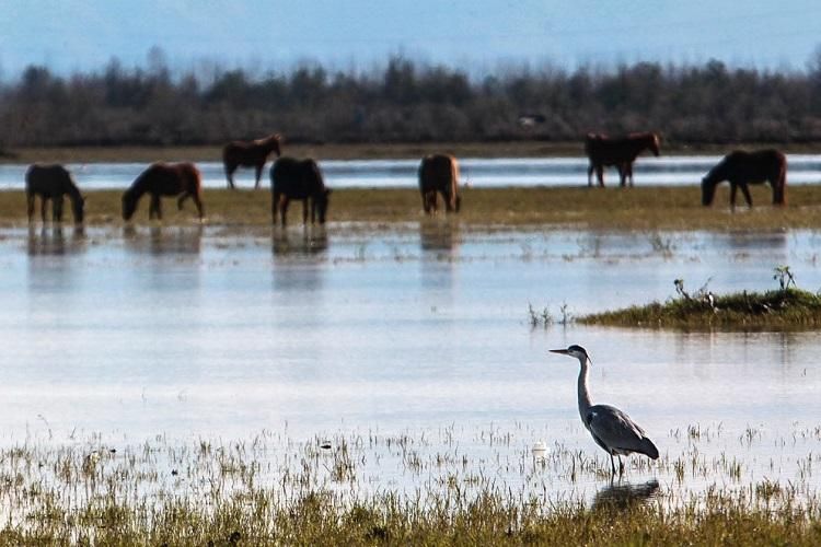 قایق سواری تلاب بندر انزلی|تور و چارتر|بندر انزلی, میان پشته|دیوار