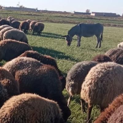 خر الاغ سگ گوسفند بز|حیوانات مزرعه|اصفهان, شهرستان|دیوار