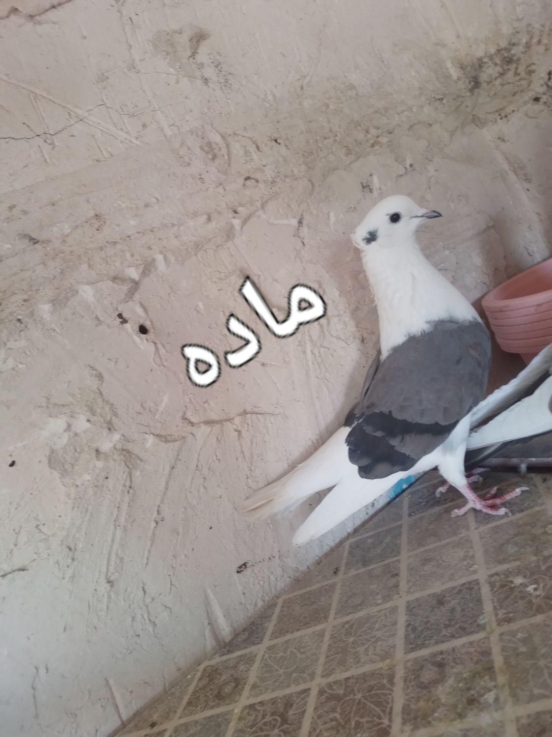 تعدادی کبوترو بوقلمون|پرنده|میانه, |دیوار