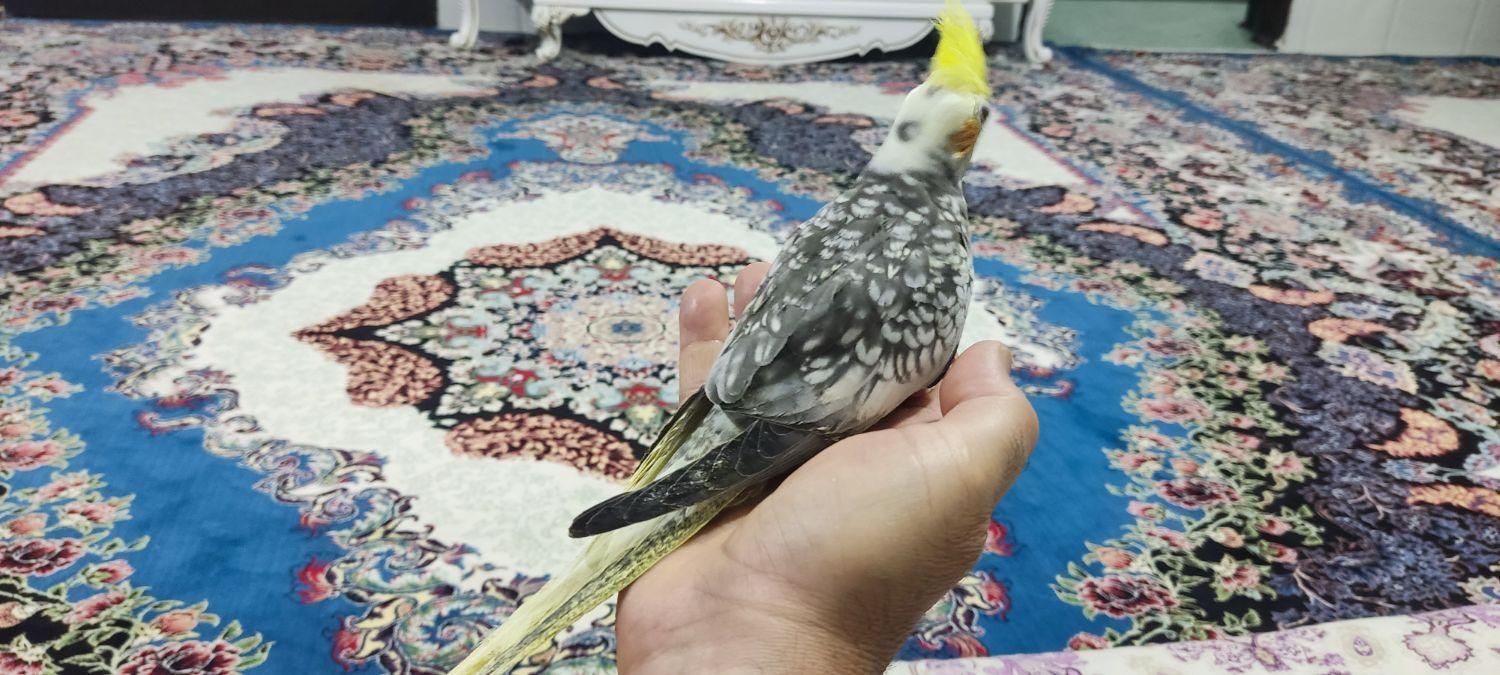 مولد خوب|پرنده|ماهدشت, |دیوار