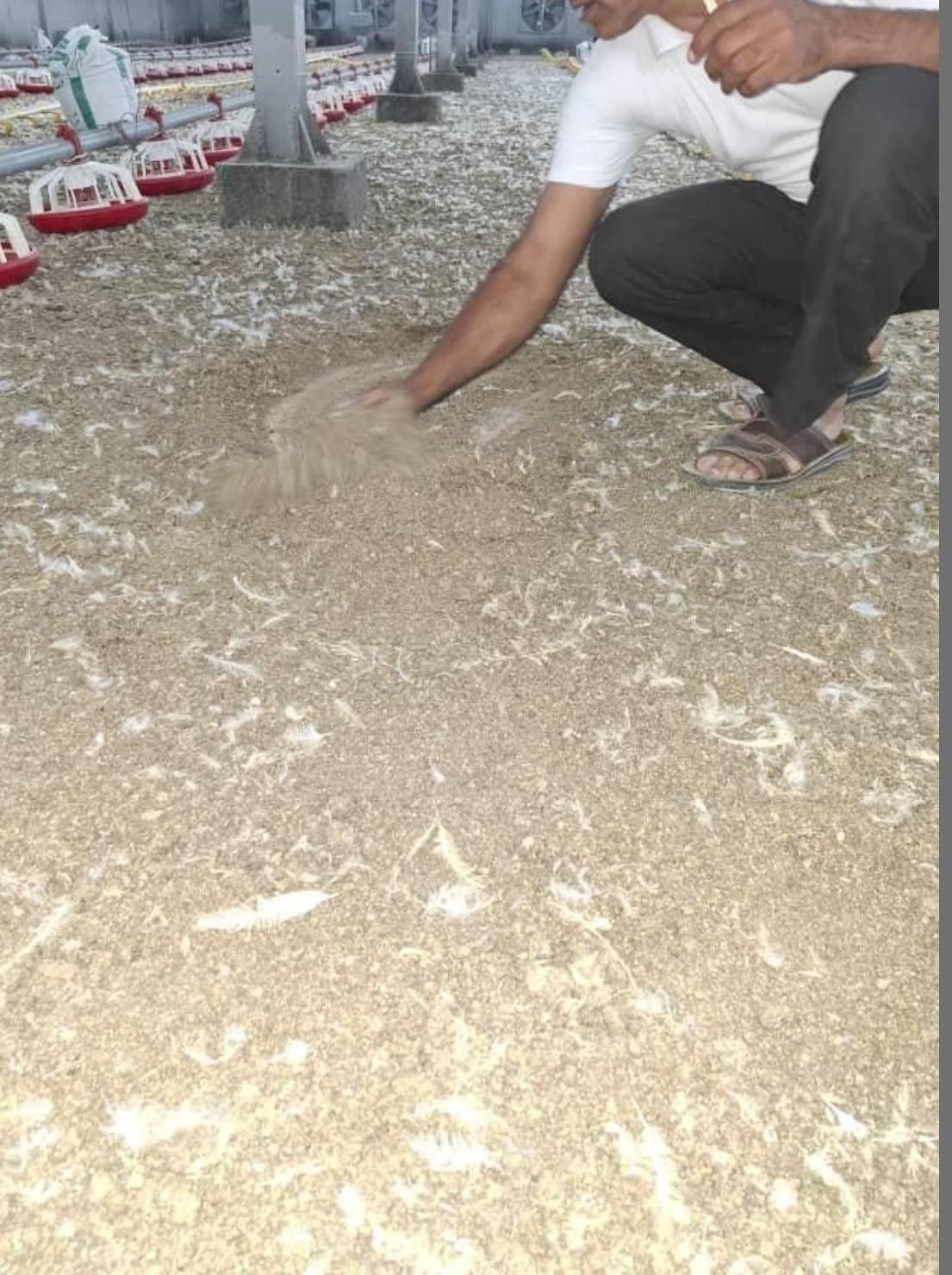 زیل مرغی(کود مرغ گوشتی)|حیوانات مزرعه|سرپل ذهاب, |دیوار