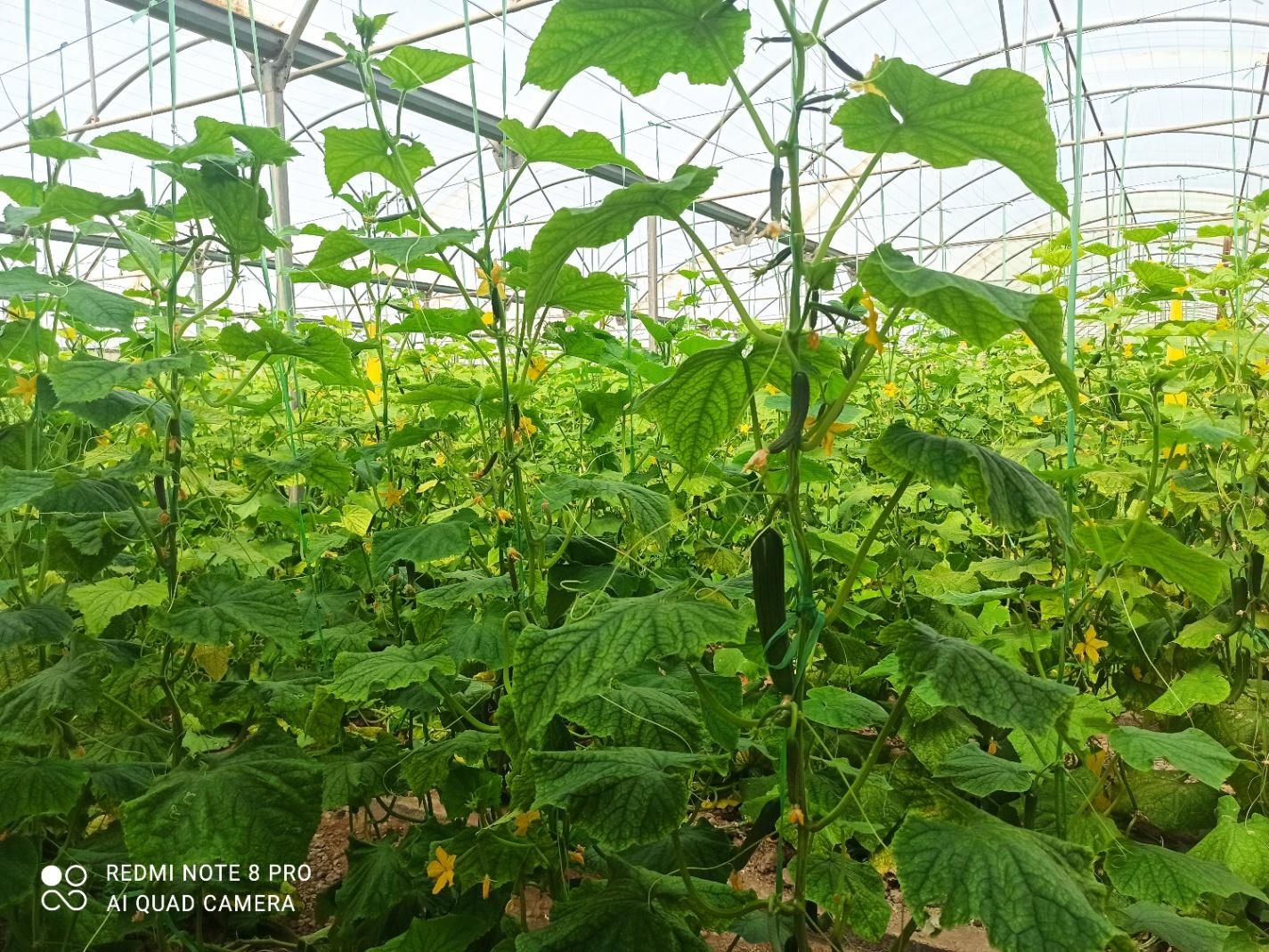 3هکتار گلخانه اسپانیایی با سند شش دانگ|فروش دفتر صنعتی، کشاورزی، تجاری|ورامین, ورامین|دیوار