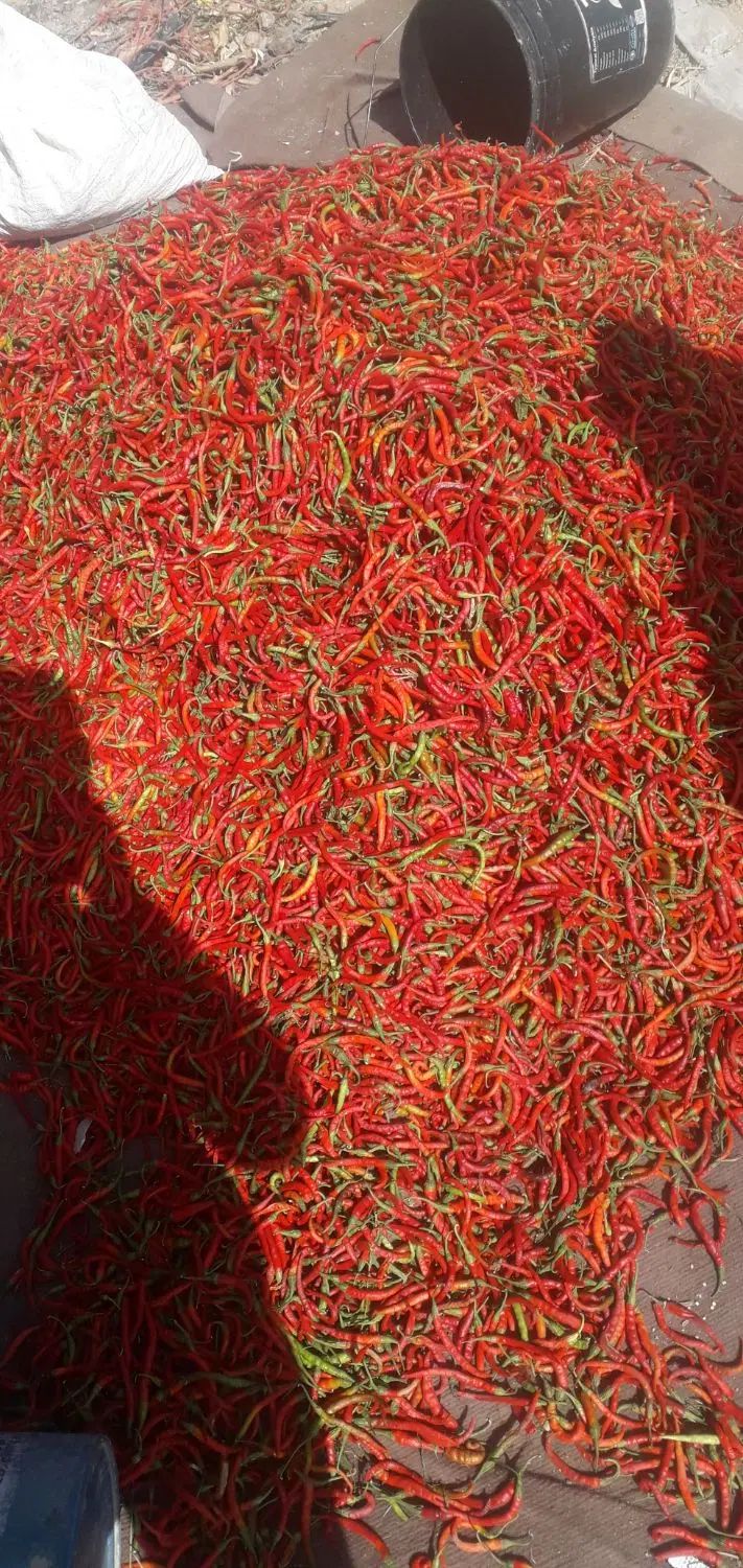 فلفل سبز و قرمز تند|خوردنی و آشامیدنی|تهران, حسن‌آباد|دیوار