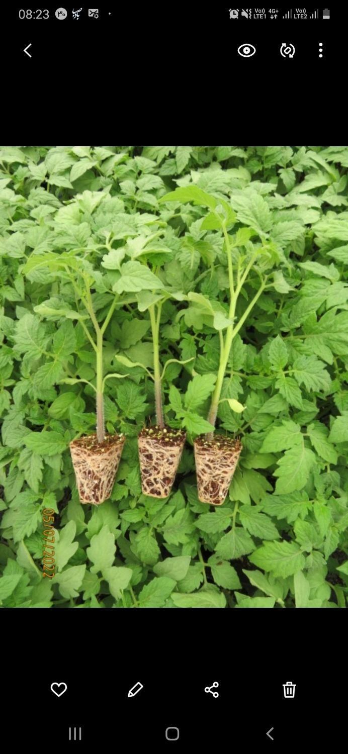 نشا گوجه،فلفل،بادمجان،کرفس|خدمات باغبانی و درختکاری|شوشتر, |دیوار