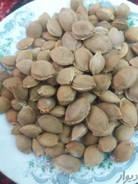 خریدو فروش برگه زردالو قیصی و هسته زردالو|خوردنی و آشامیدنی|تبریز, |دیوار